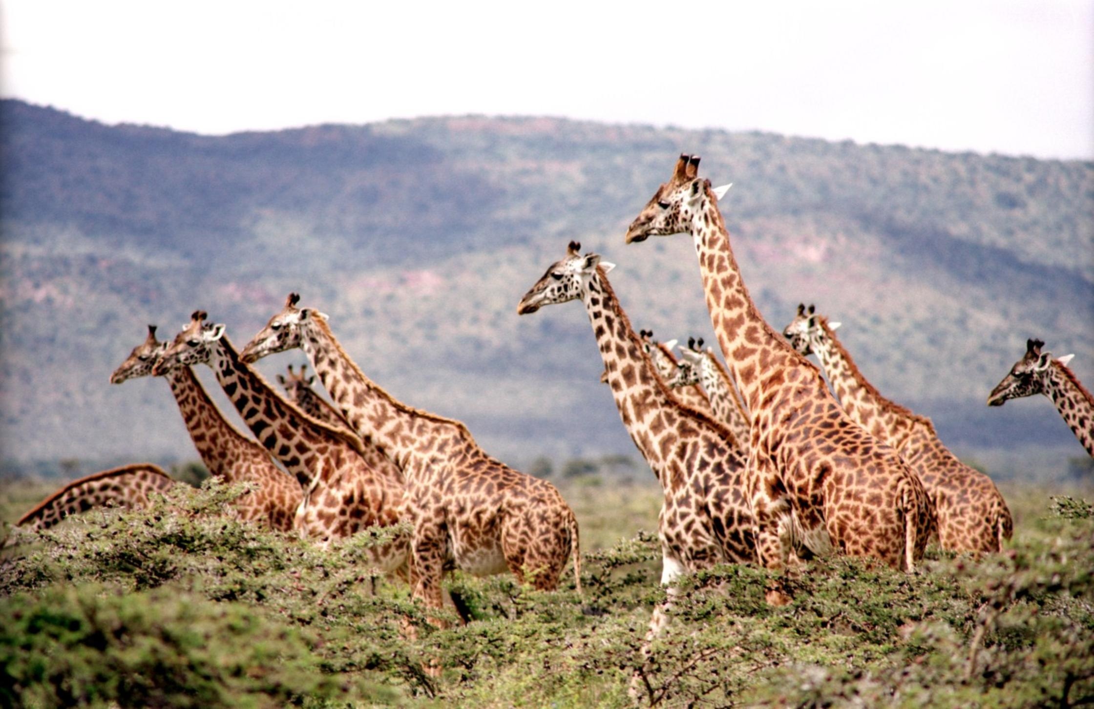 Bagamoya Wildlife Estate