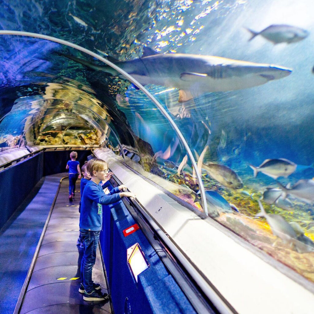 Kelly Tarlton's Aquarium